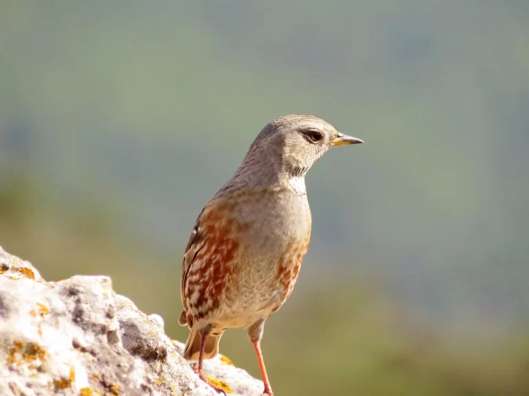 Acentor alpino: el pequeño aventurero que desafía el frío de las montañas