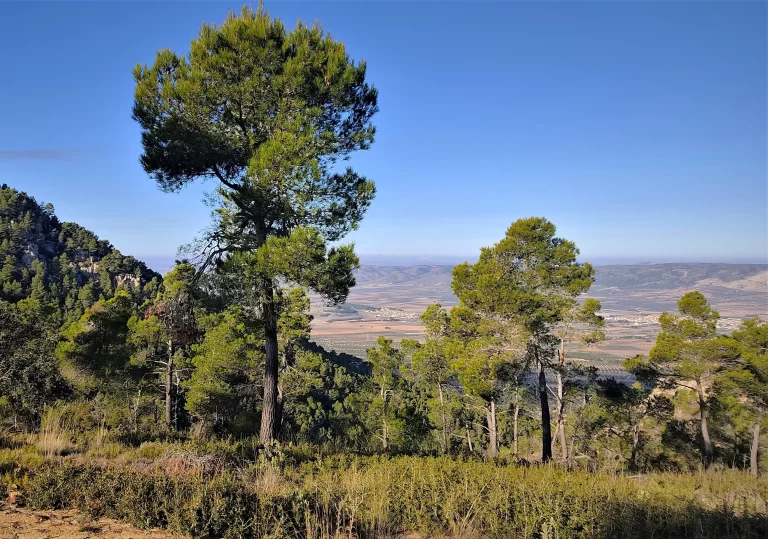 El Pino Carrasco. ¿Un Vecino Incómodo?